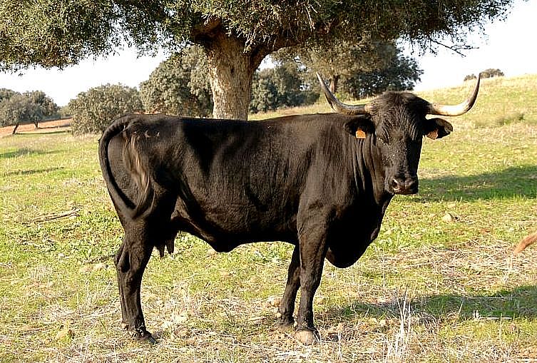 Carne de ternera de raza autóctona negra andaluza