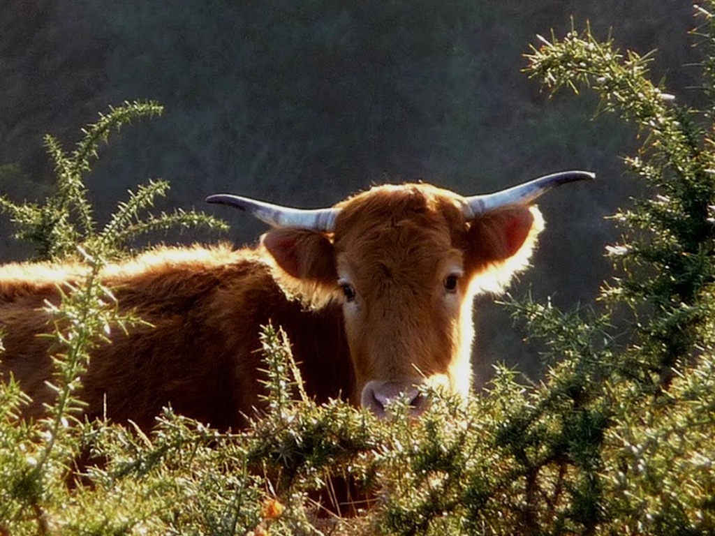 Betizu, la última vaca salvaje de Europa